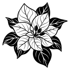 line art bougainvillea flower isolated on white