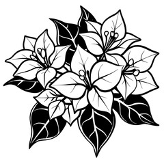 line art bougainvillea flower isolated on white