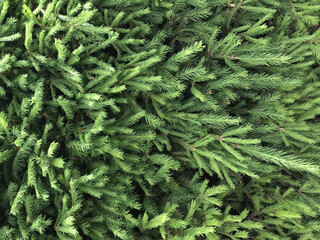 Pine needles, Christmas tree, spruce, fir, close up, tree leaves wood