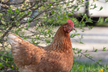 Braun gefiedertes Huhn
