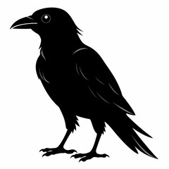 crow vector illustration, crow isolated on white, crow silhouette, crow vector art
