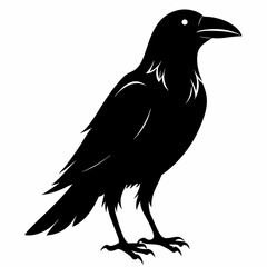 crow vector illustration, crow isolated on white, crow silhouette, crow vector art
