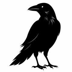 crow vector illustration, crow isolated on white, crow silhouette, crow vector art
