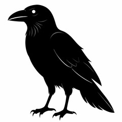 crow vector illustration, crow isolated on white, crow silhouette, crow vector art
