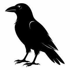 crow vector illustration, crow isolated on white, crow silhouette, crow vector art
