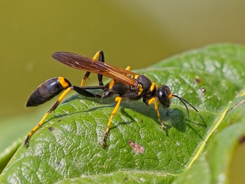 Vespa vasaio (Sceliphron spirifex)