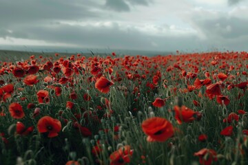Red poppies swaying in a moody, cloudy field