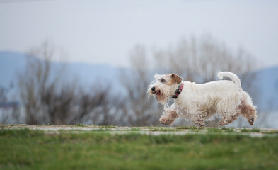 sealyham terrier running in the park