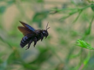 Ape legnaiola (Xylocopa violacea)