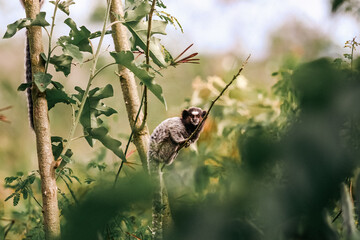 sparrow on a branch