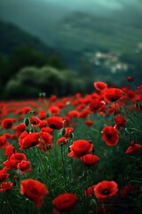 Obraz premium Bright red poppies bloom against misty mountain backdrop