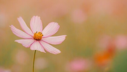 ピンクのコスモス