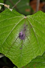 Bird berry poop stains on mulberry leaf dropping stain plants cleaning.
