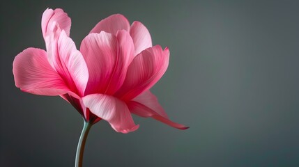 Obraz premium Vibrant Cyclamen Bloom in Elegant Floral Composition