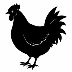 Hen vector illustration, rooster isolated on white, hen silhouette, chicken vector art, hen and rooster