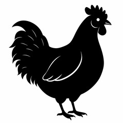 Hen vector illustration, rooster isolated on white, hen silhouette, chicken vector art, hen and rooster