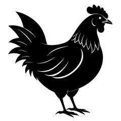 Hen vector illustration, rooster isolated on white, hen silhouette, chicken vector art, hen and rooster