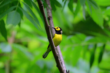 Hooded warbler bird sits perched on a branch in the forest