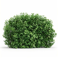 A bush plant isolated on a white background
