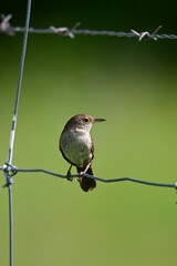 Close up of cute little House Wren bird sitting on a wire agricultural fence