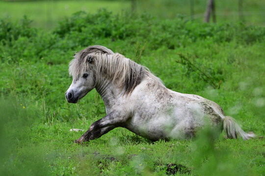 A cute fat little gray pony with a messy long mane gets up after rolling in a green pasture to rid himself of annoying biting flies