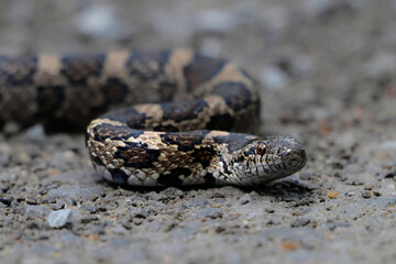 Close up of an Eastern Milk snake as it slithers across a gravel country road
