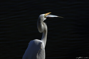 Hora do café da manhã no canal de Ponta Negra com a distribuição de peixes dos pescadores para as aves aparecem muitas garças. 