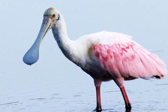 Um lindo colhereiro posando pra foto na lagoa da Ponte Preta - Maric&aacute; - RJ 
