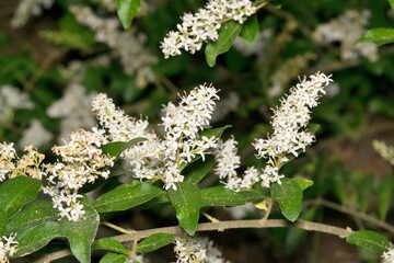Yaupon Holly blossoms flowering plant branch Springtime nature garden.