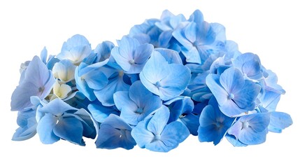 Obraz premium Bright Blue Hydrangea Cluster with Detailed Petals Isolated on Clean Background