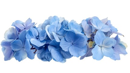 Bright Blue Hydrangea Cluster With Detailed Floral Petals In Natural Setting