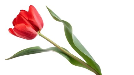 Striking Red Tulip Flower with Green Stem and Leaves in Isolated Studio Shot