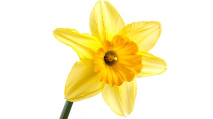 Radiant Yellow Daffodil Flower in Bloom with Trumpet Center