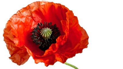 Captivating Crimson Poppy Blooming in Serene Solitude