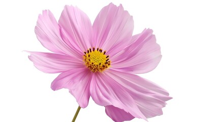 Obraz premium Vibrant Cosmos Flower with Delicate Pink Petals in Isolated Botanical Background