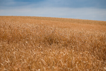 Pola uprawne, zboża, przenica © Dariusz