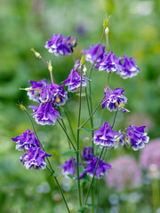 Columbine , or Orliky, or Aquilegia ( Latin- Aquilegia ) is a genus of herbaceous perennial plants of the Buttercup family. Bumblebee on flowers of Columbine  or Aquilegia