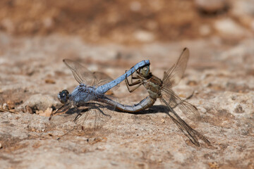 Pareja de libelula Orthetrum brunneum apareandose  sobre una roca mientras la hembra se limpia los ojos con las patas, Alcoy, España