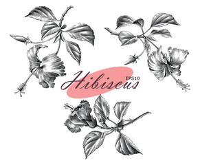 Hibiscus