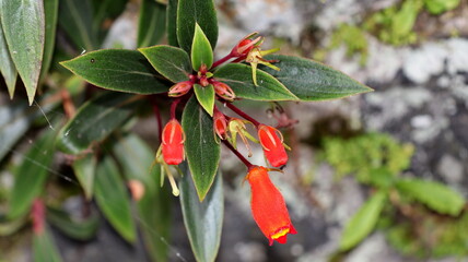 Seemannia sylvatica flower shrubs with little reddish orange