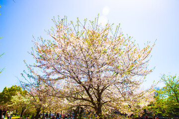 Beautiful blooming cherry blossom trees sakura Japan