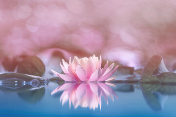 Pink water lily or lotus flower reflecting on water, soft pastel colors, shallow depth of field