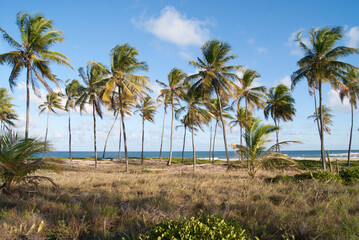 Fototapeta premium Herpetofauna - Pesquisa de campo