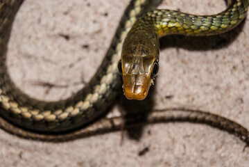 Cobras e serpentes brasileiras