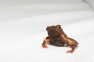 Sapos, pererecas e rãs Brasileiras