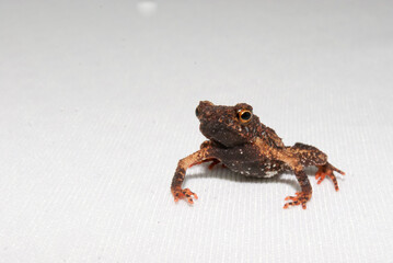 Sapos, pererecas e rãs Brasileiras