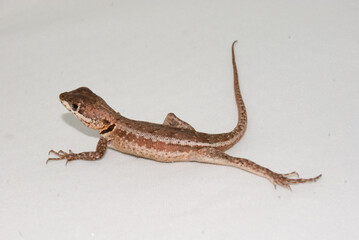 Naklejka premium Lagarto - calango - Tropidurus spp.