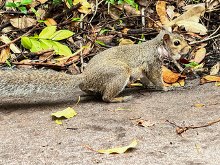 little squirrel in Orlando park