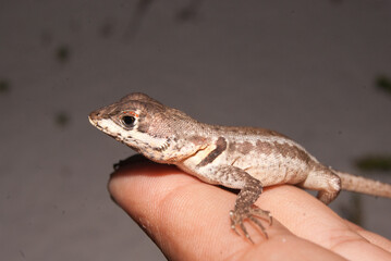 lagarto - calango