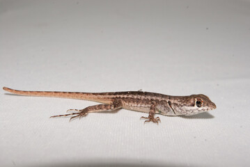 Lagarto - tropidurus - calango